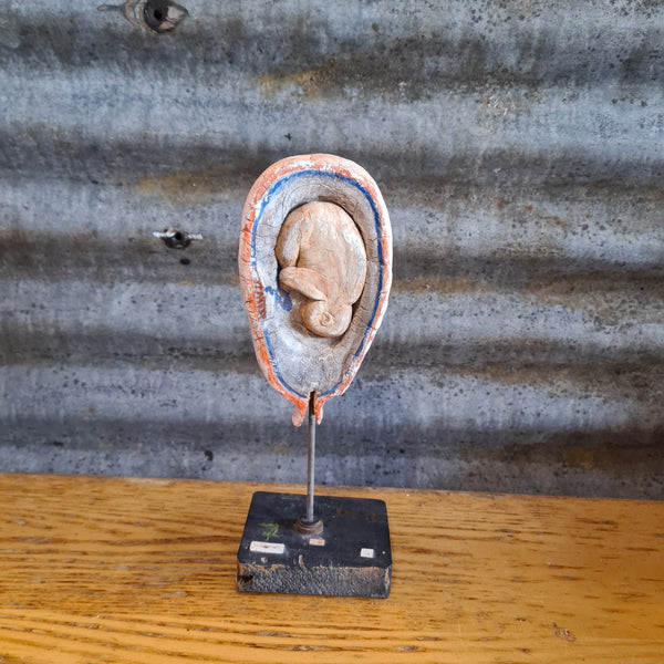 Anatomisch model foetus