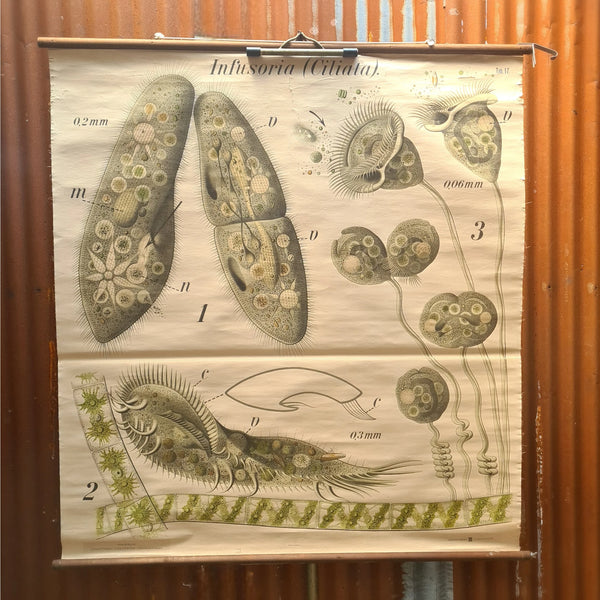 Botanische schoolkaarten; zoetwater micro-organisme