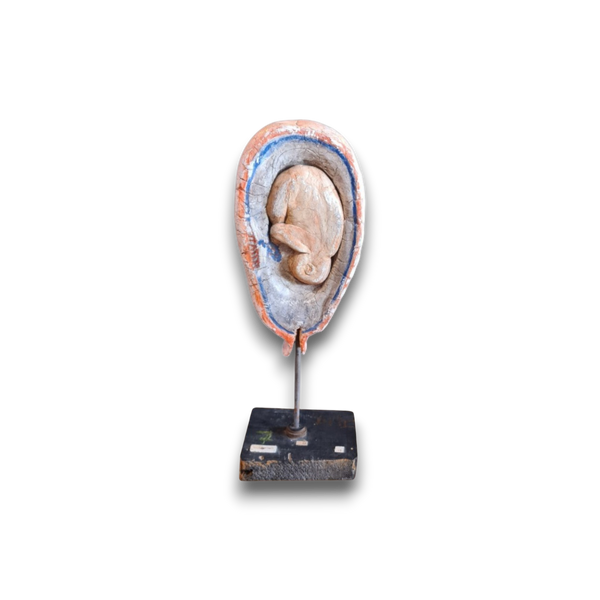 Anatomisch model foetus