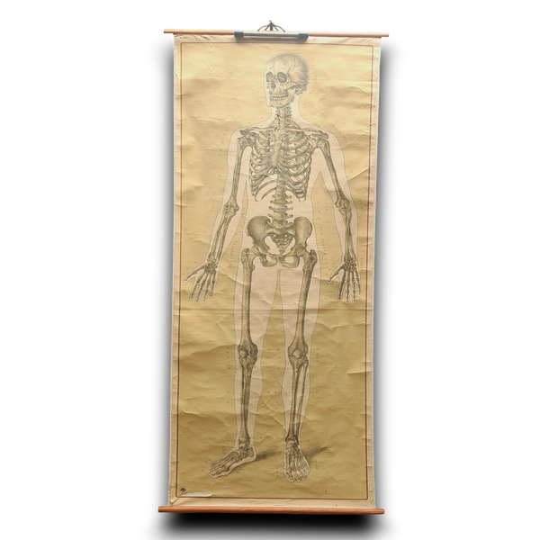 Anatomische schoolkaarten; Geraamte