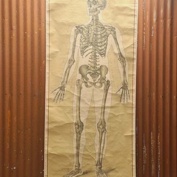 Anatomische schoolkaarten; Geraamte