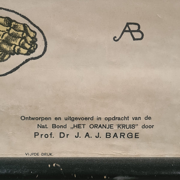 Anatomische schoolkaarten; Skelet Plaat I