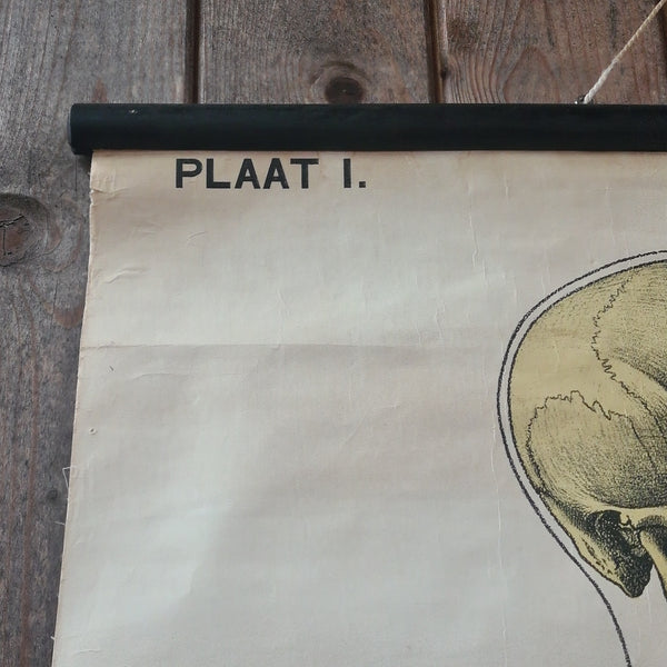 Anatomische schoolkaarten; Skelet Plaat I