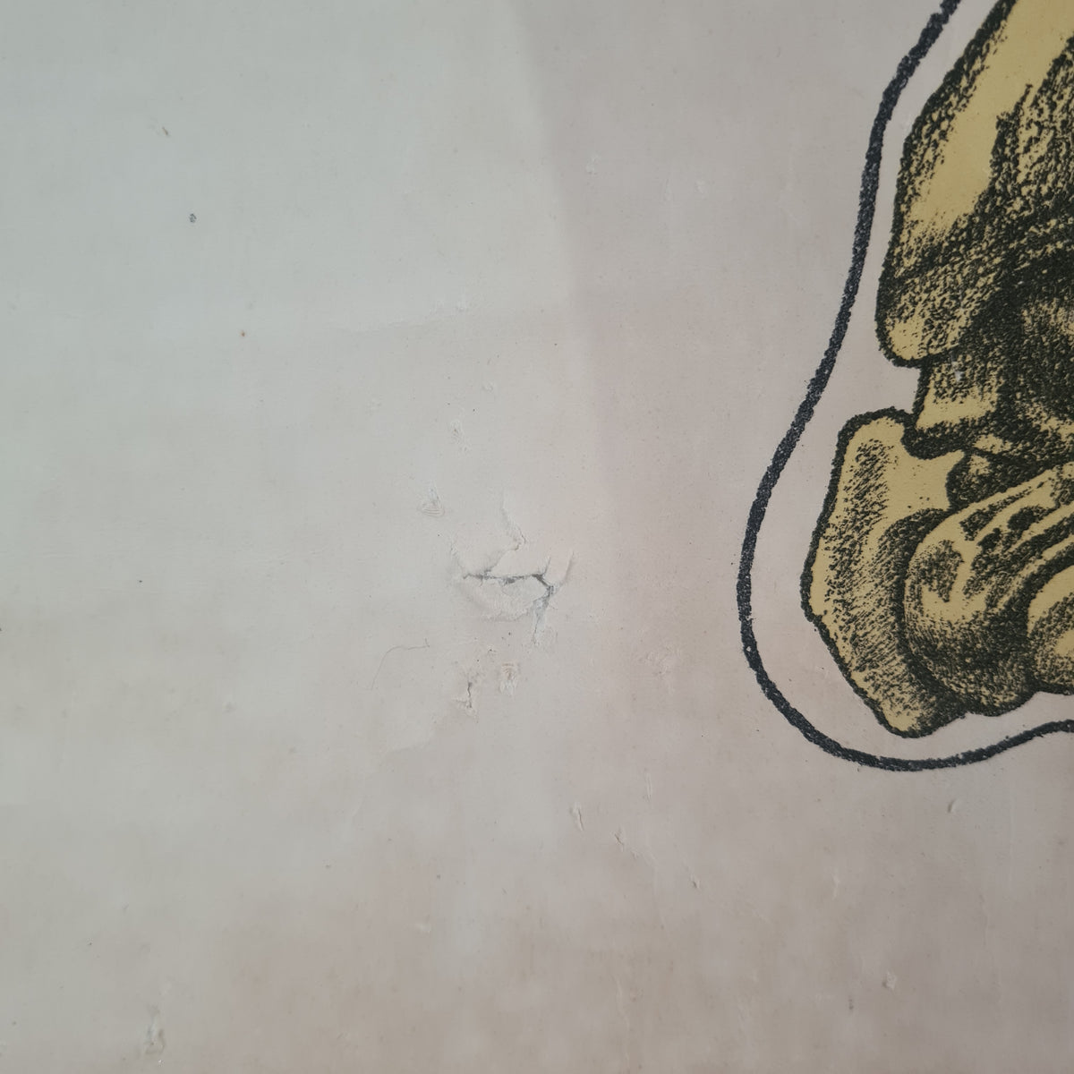 Anatomische schoolkaarten; Skelet Plaat I