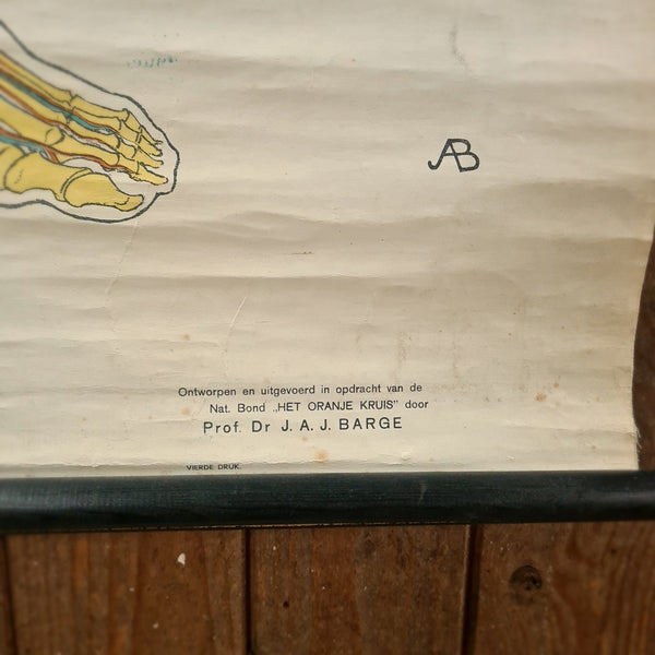 Anatomische schoolkaarten; Bloedvaten Plaat III