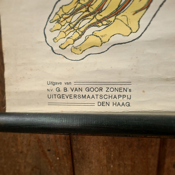 Anatomische schoolkaarten; Bloedvaten Plaat III