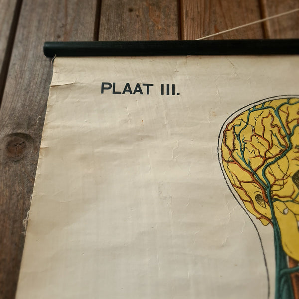 Anatomische schoolkaarten; Bloedvaten Plaat III