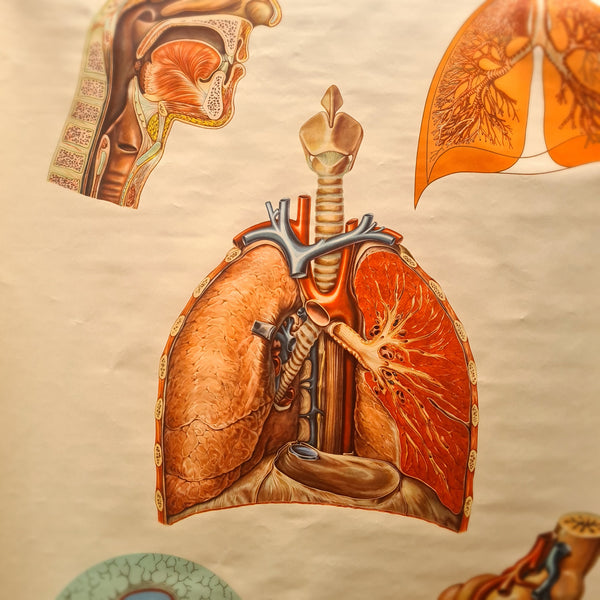 Anatomische schoolkaarten; De ademhaling