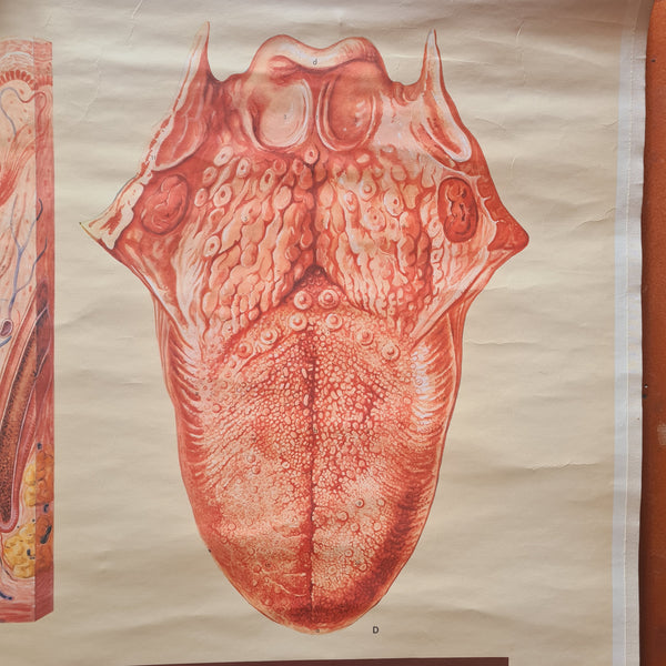 Vintage medische schoolplaat menselijke tong - Heavy Stuff - Originele linnen anatomiekaart op houten stokken met zichtbare randen en lichte slijtage.