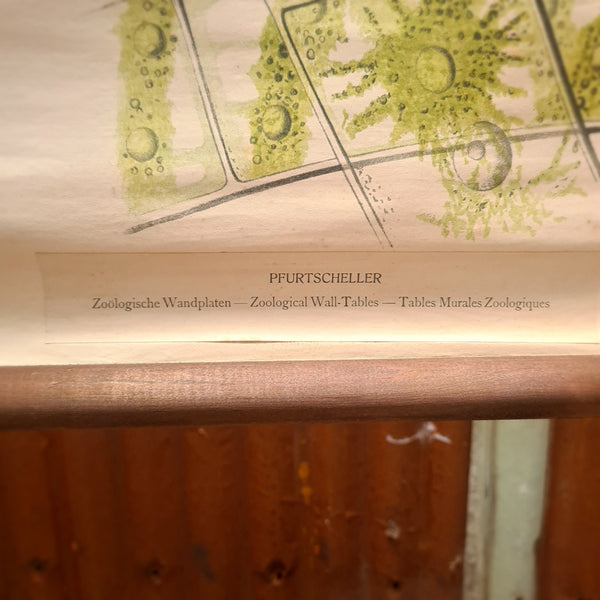 Botanische schoolkaarten; zoetwater micro-organisme
