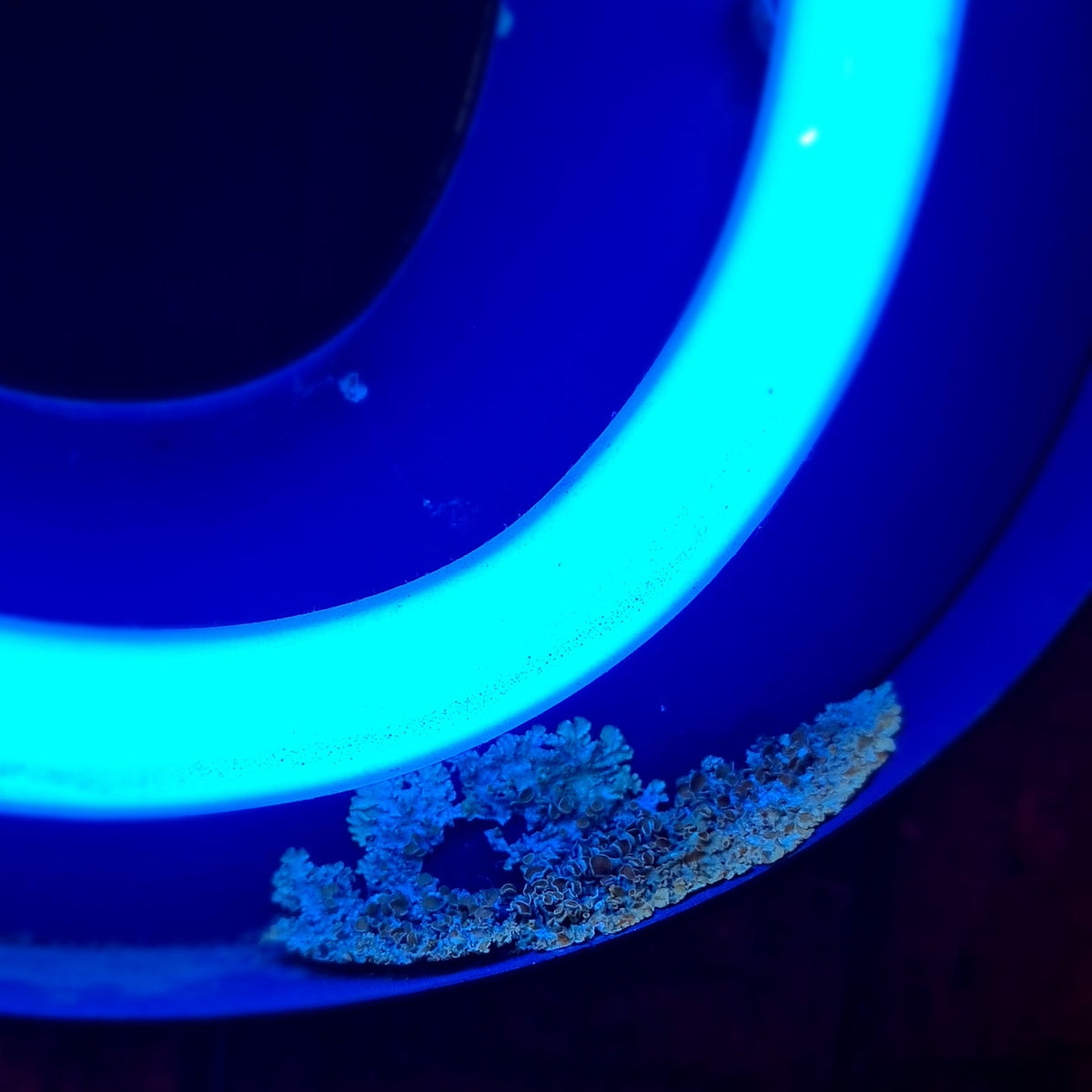 Klein formaat neonletter in blauw met korstmos, industriële verlichting - Heavy Stuff