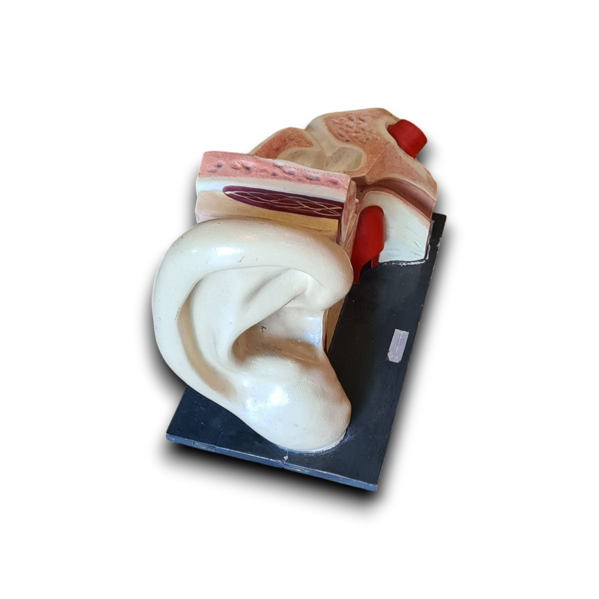 Anatomisch oor