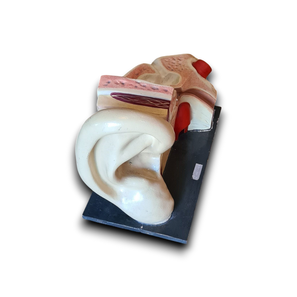 Anatomisch oor