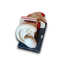 Anatomisch oor model van gips op houten basis.
