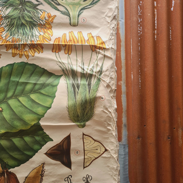 Botanische schoolkaarten; Beukenoot
