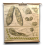 Botanische schoolkaarten; zoetwater micro-organisme lithografie met ciliaatdetails.