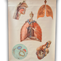 Anatomische schoolkaarten; De ademhaling, vintage educatieve wandkaart.