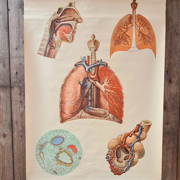 Anatomische schoolkaarten; De ademhaling