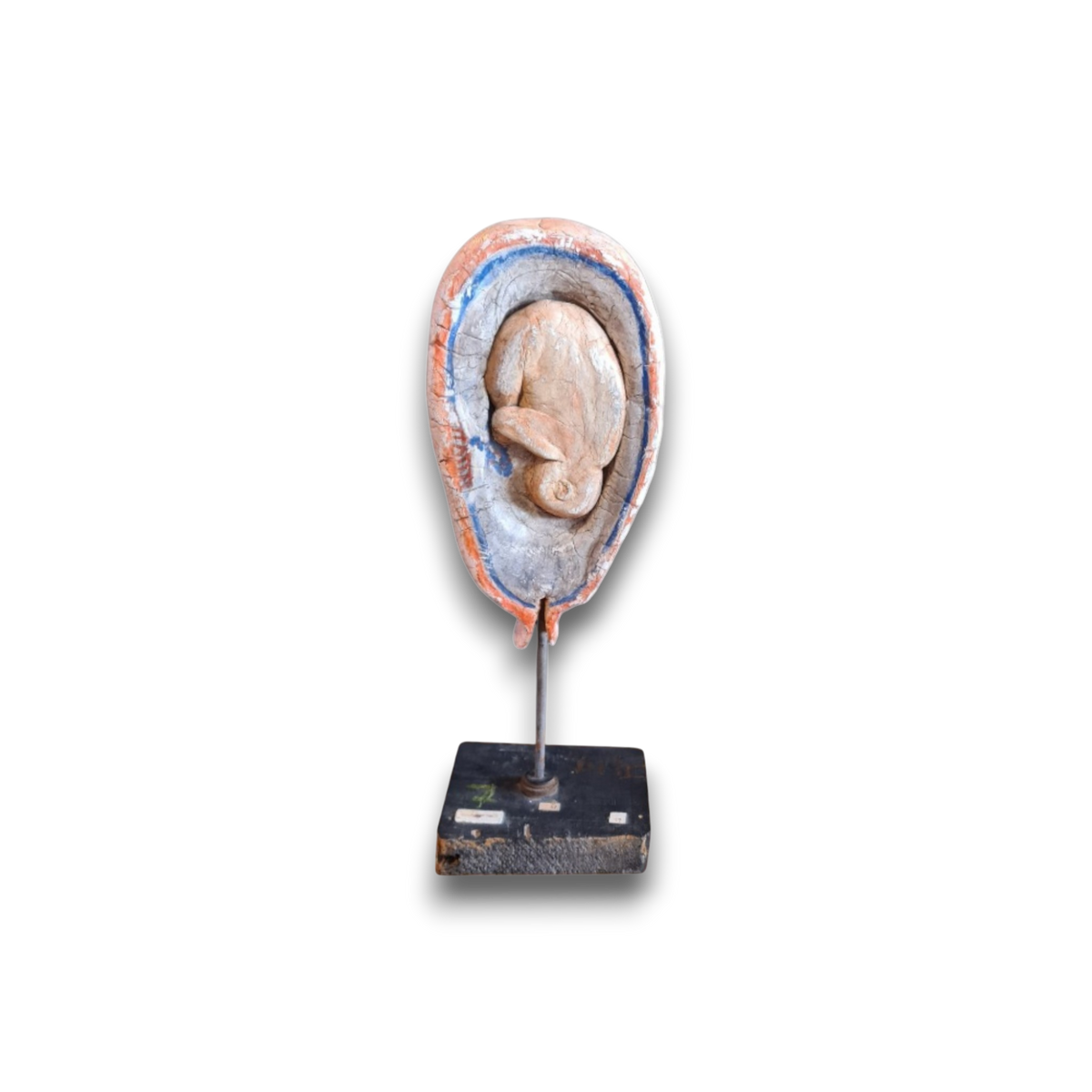 Anatomisch model foetus