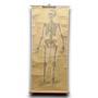 Anatomische schoolkaarten; Geraamte, vintage scrollbare poster met houten ophangdowels.
