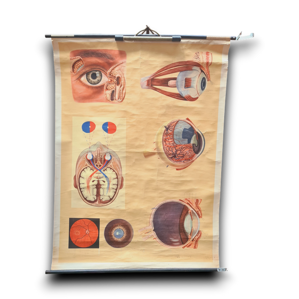 Anatomische schoolkaarten; Het oog, het zien