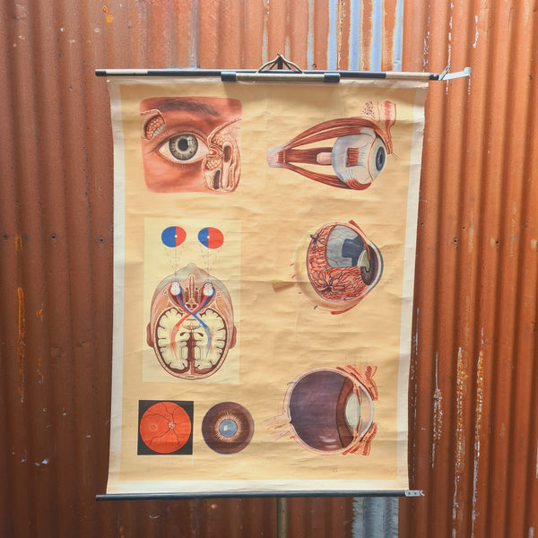 Anatomische schoolkaarten; Het oog, het zien
