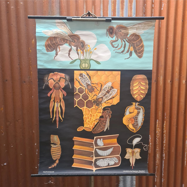 Natuur schoolkaarten; Honingbij