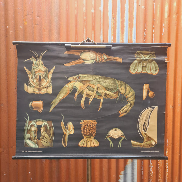 Natuur schoolkaarten; Kreeft