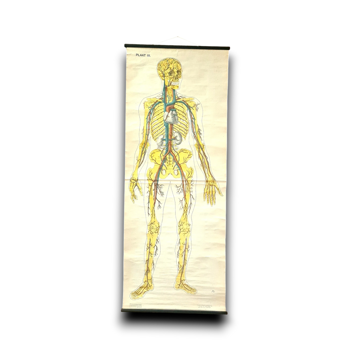 Anatomische schoolkaarten; Bloedvaten Plaat III