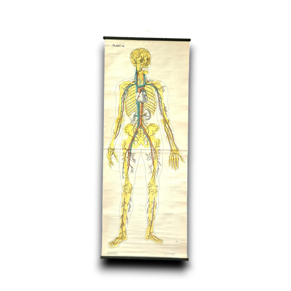 Anatomische schoolkaarten; Bloedvaten Plaat III