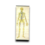 Anatomische schoolkaarten; Bloedvaten Plaat III, vintage skelet- en bloedvatposter.