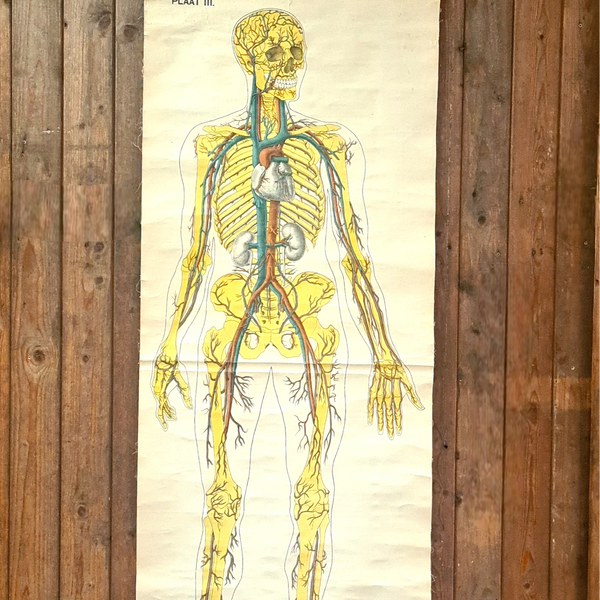 Anatomische schoolkaarten; Bloedvaten Plaat III