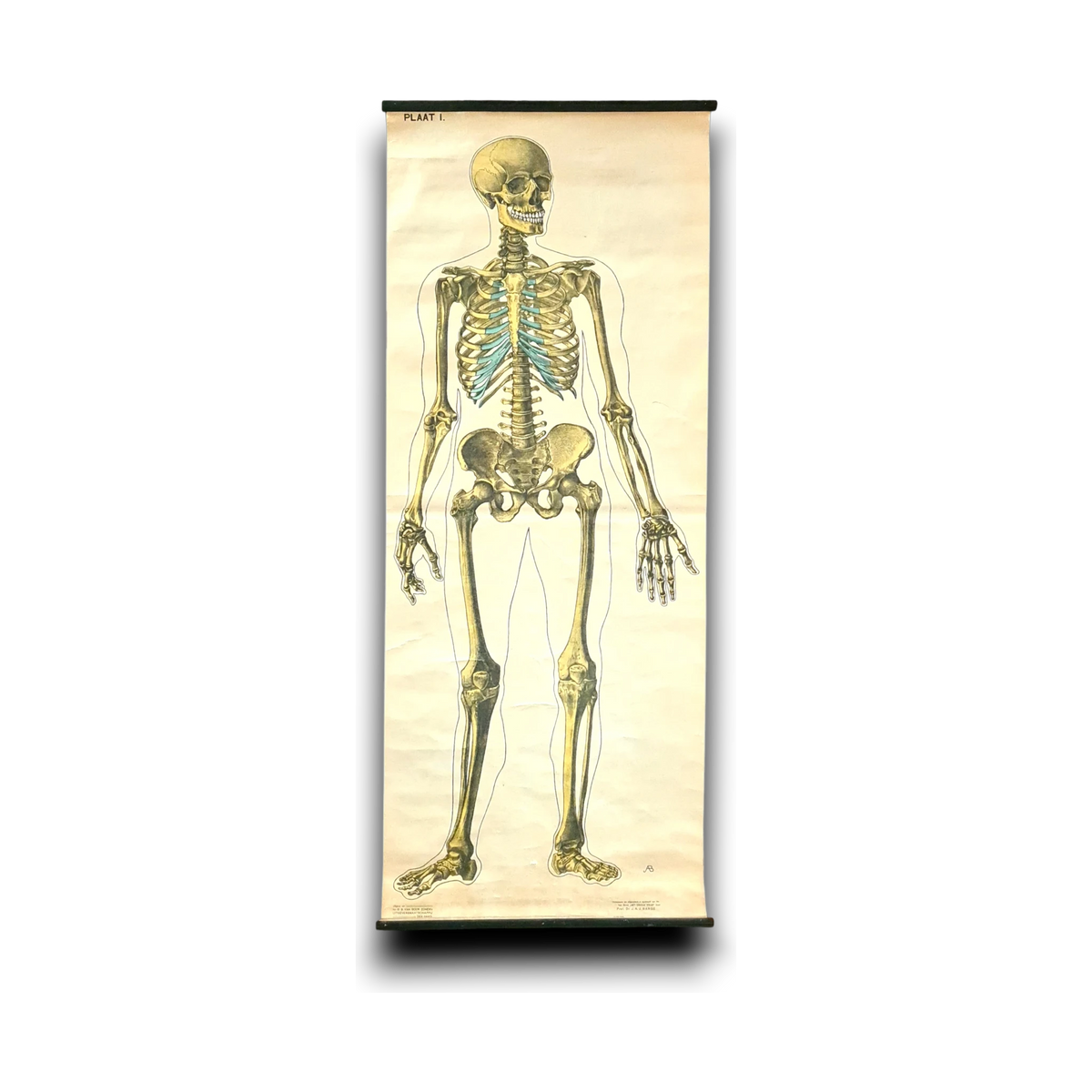 Anatomische schoolkaarten; Skelet Plaat I