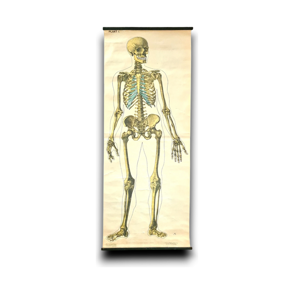 Anatomische schoolkaarten; Skelet Plaat I