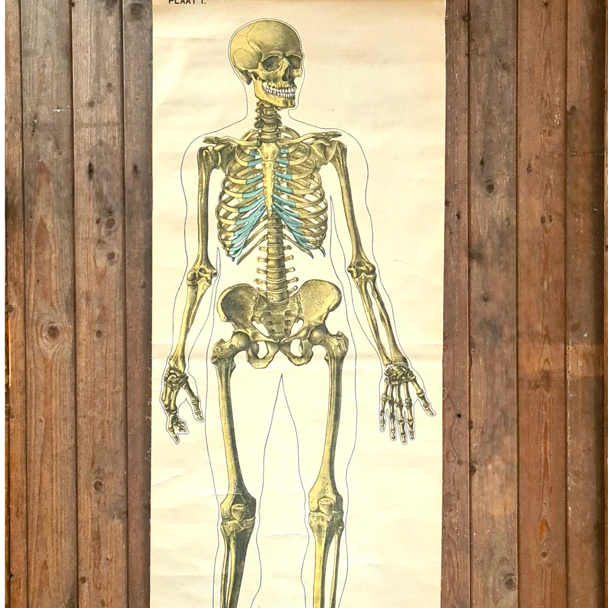 Anatomische schoolkaarten; Skelet Plaat I