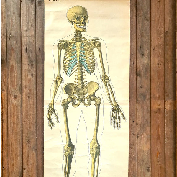 Anatomische schoolkaarten; Skelet Plaat I