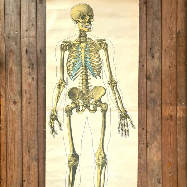 Anatomische schoolplaat skelet - Heavy Stuff - Vintage medische kaart op linnen met houten stokken, originele stempels en lichte patina.