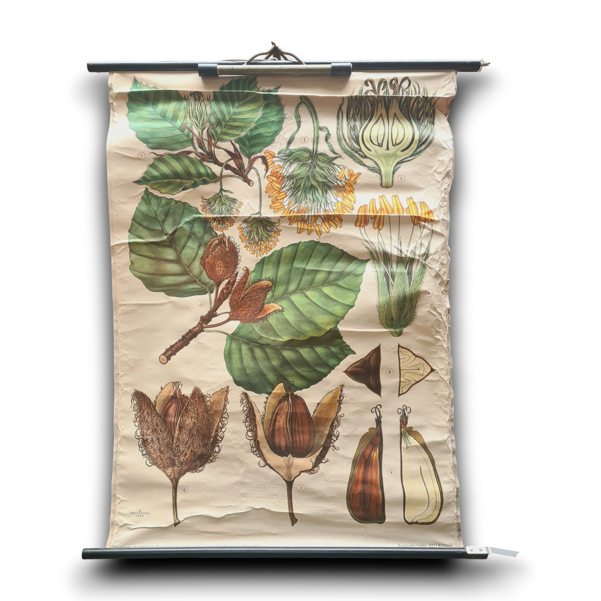 Botanische schoolkaarten; Beukenoot