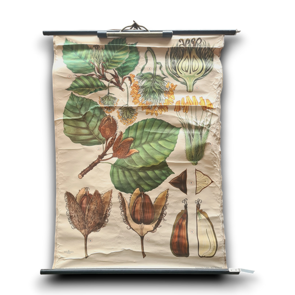 Botanische schoolkaarten; Beukenoot
