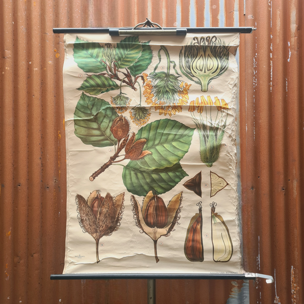 Botanische schoolkaarten; Beukenoot