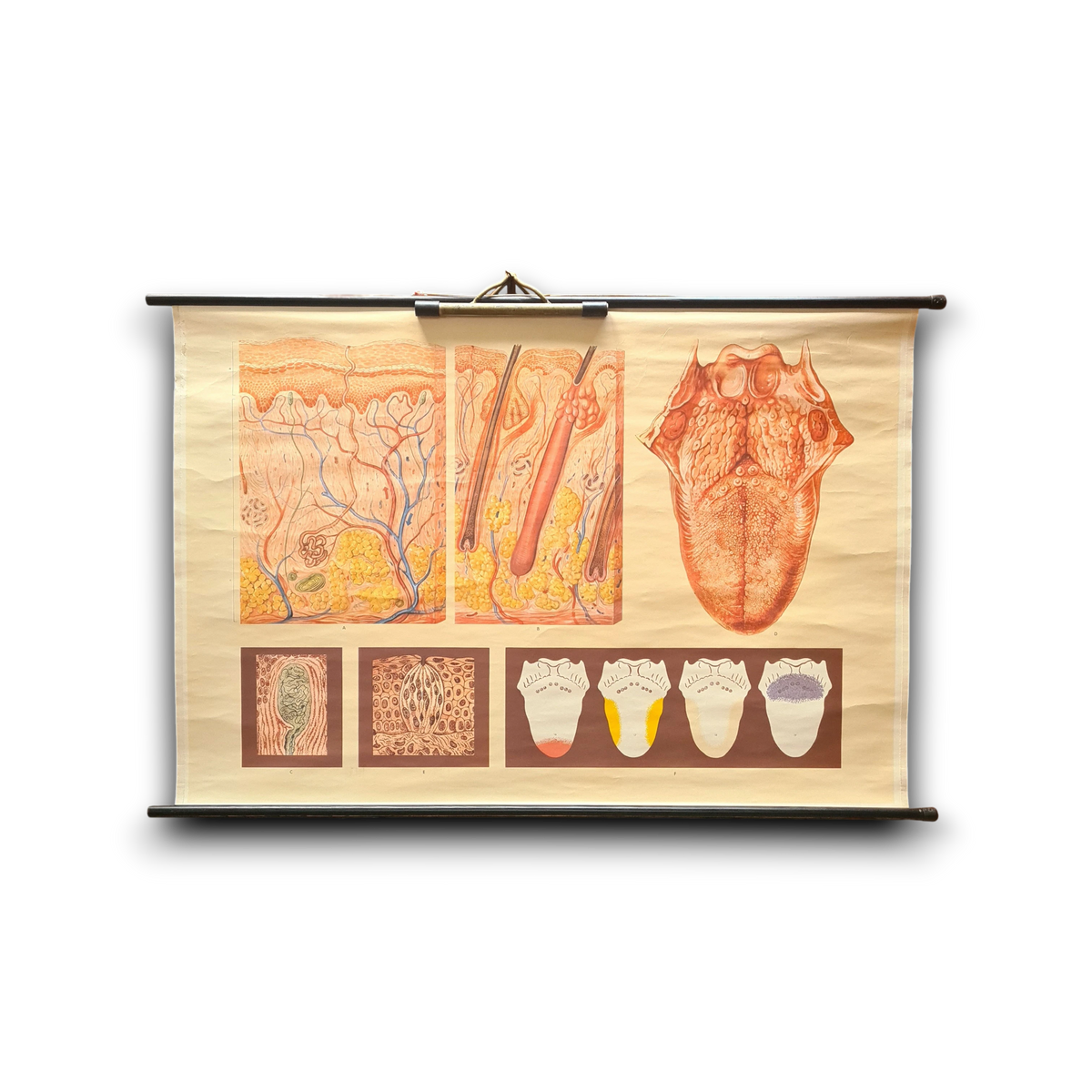 Anatomische schoolkaarten; De tong, de smaak