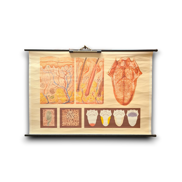 Anatomische schoolkaarten; De tong, de smaak