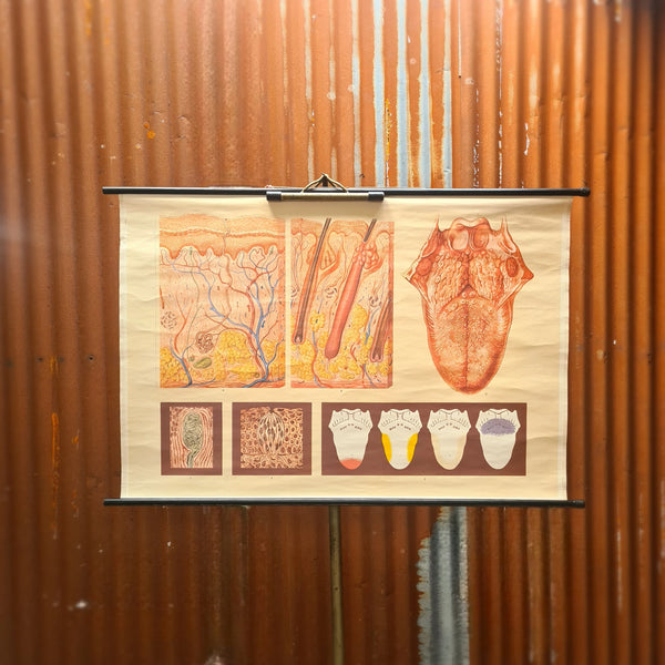 Anatomische schoolkaarten; De tong, de smaak