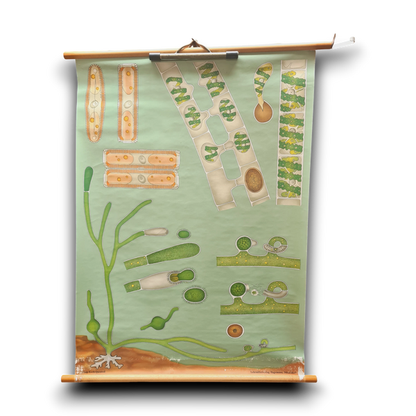 Botanische schoolkaarten; Wieren