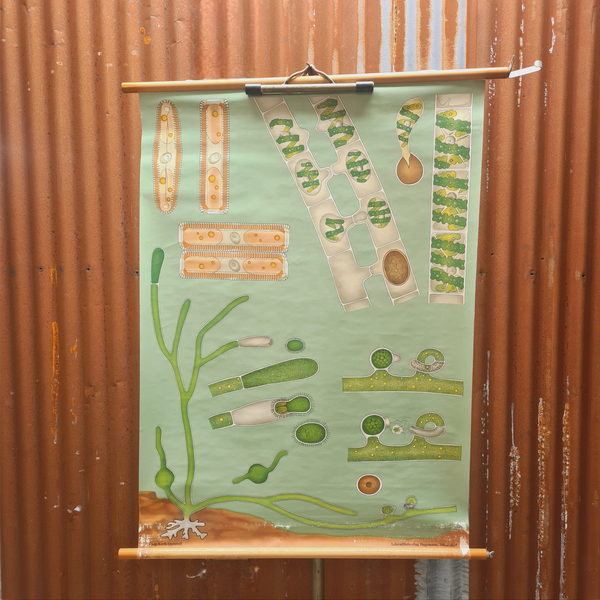 Botanische schoolkaarten; Wieren