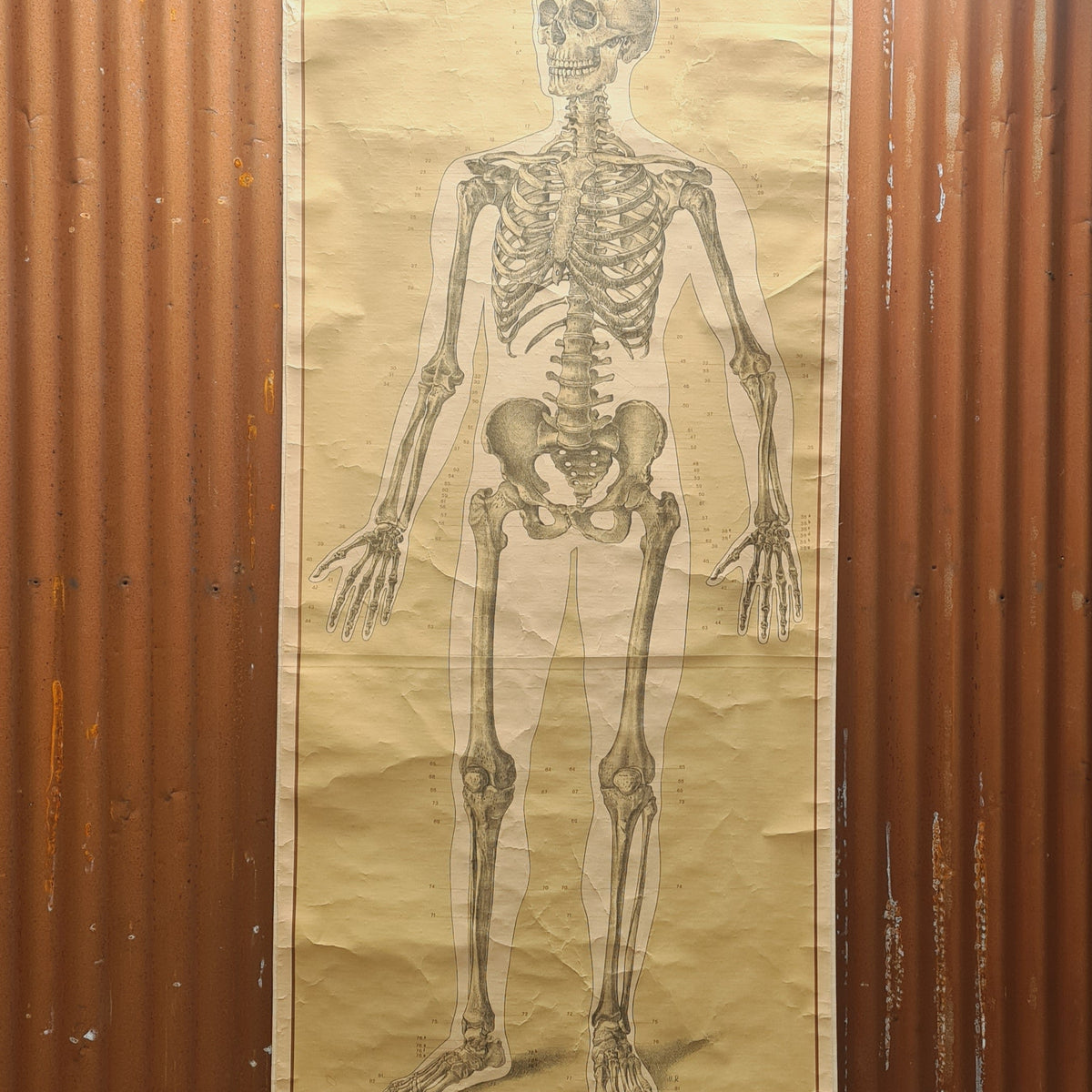 Anatomische schoolkaarten; Geraamte