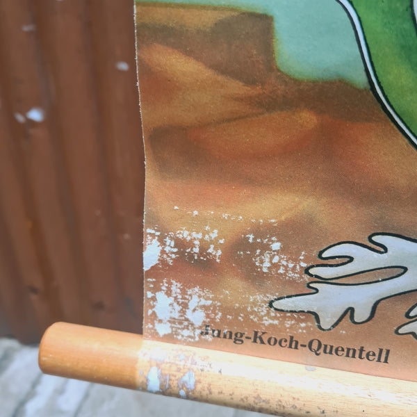Botanische schoolkaarten; Wieren