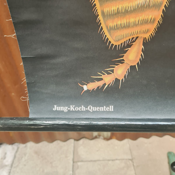 Natuur schoolkaarten; Kreeft