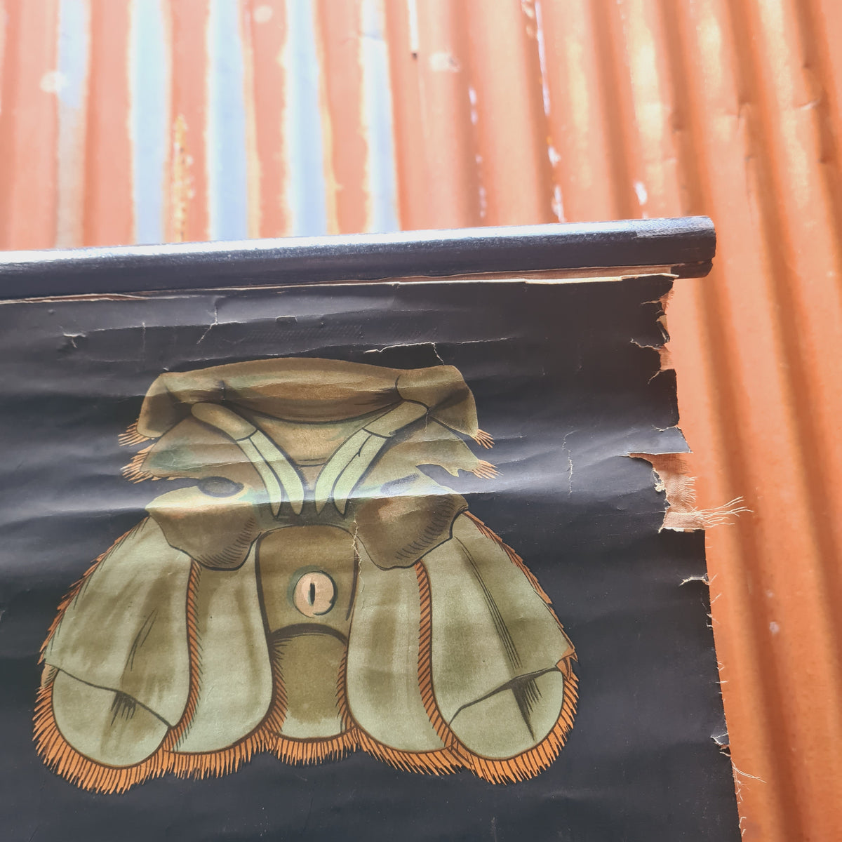 Natuur schoolkaarten; Kreeft
