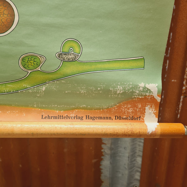 Botanische schoolkaarten; Wieren